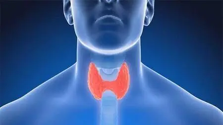 Hormones And Endocrine - Endocrinology And Diabetes Course