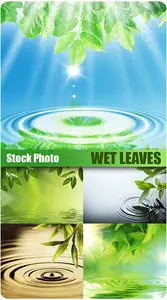 Stock Photo - Wet leaves
