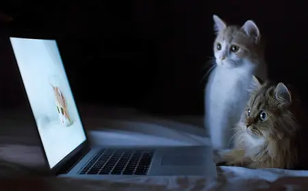 Wallpapers Cats (part-05)