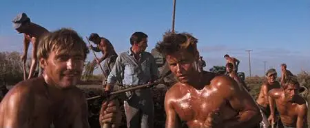 Cool Hand Luke (1967)