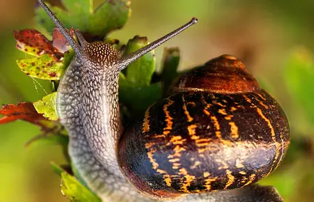 Macro Wallpapers (part-14)