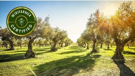 Sustainable Olive Oil Production, Quality And Economics