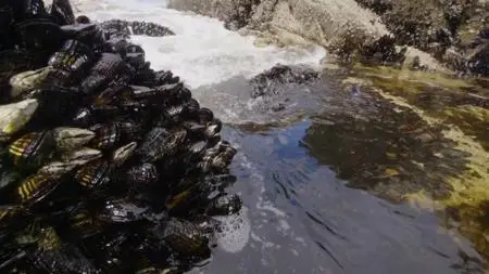 CBC - The Nature of Things with David Suzuki: Kingdom of the Tide (2020)