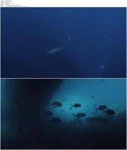 Shark vs Tuna (2018)