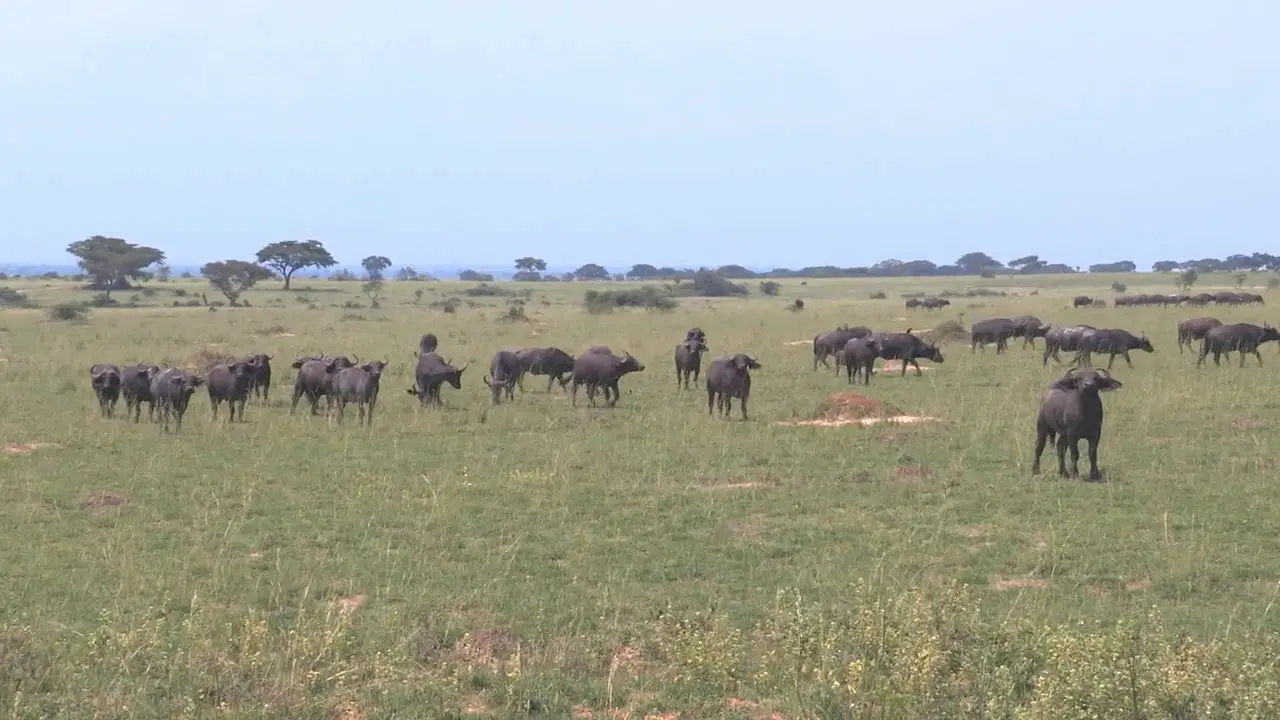 Safari Africa (2011)