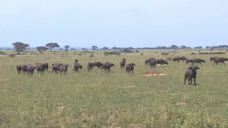 Safari Africa (2011)