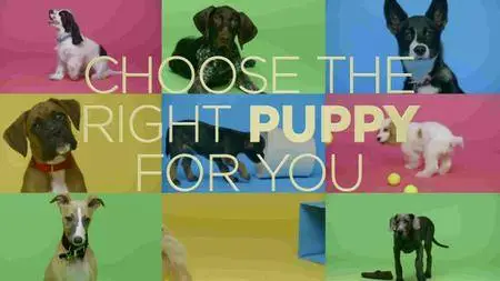 BBC - Choose the Right Puppy for You (2016)