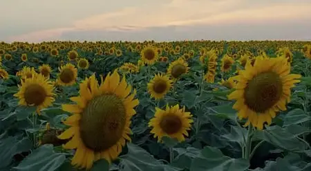 The Tree of Life / The tree of life - l'arbre de vie (2011)
