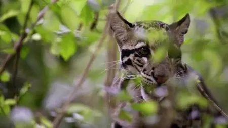 Extinct or Alive S01E07