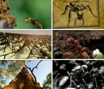 National Geographic - Insect Wars (2006)