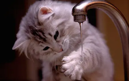 Wallpapers Cats (part-05)