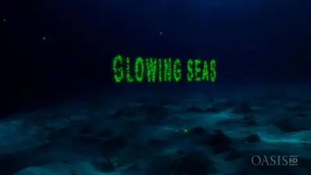 ORF - Glowing Seas: Diving at Hatshepsut's Harbour (2013)
