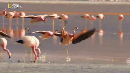 Nat.Geo.Wild - Wild Argentina: Series 1 (2017)