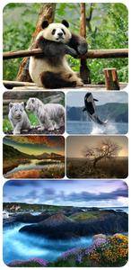 Wallpapers - Nature and animals 10