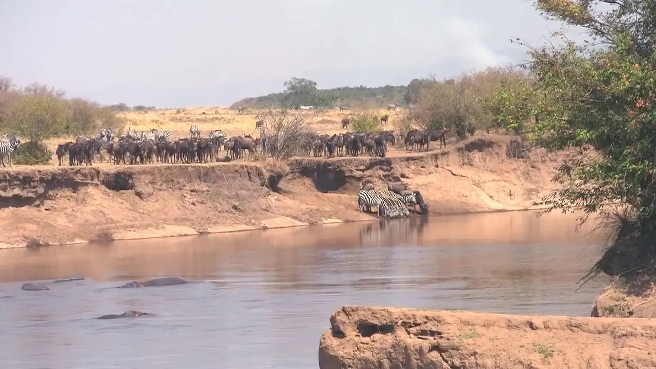 Safari Africa (2011)