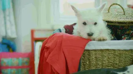 BBC - Choose the Right Puppy for You (2016)