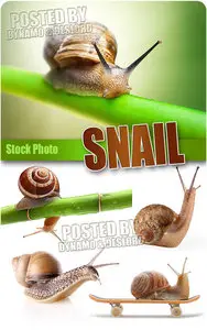 Snail - HQ Stock Photo