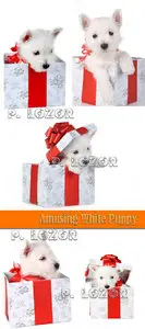 Gift Puppy