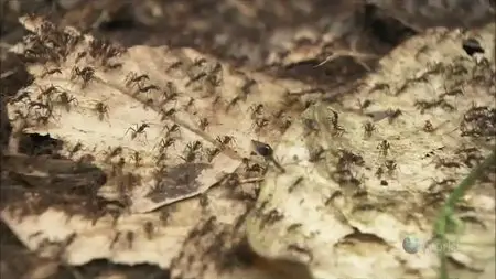 NHK WILDLIFE - Rainforest Warriors: Army Ants (2009)