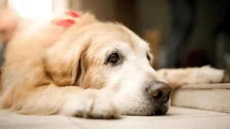 Senior Dog Care: Health & Prevention Practices