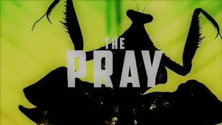 Wildlife Film - The Pray (2017)