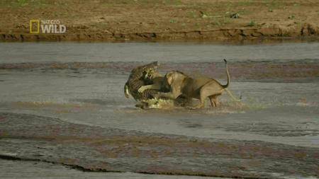National Geographic - Blood Rivals: Hippo V. Lion (2016)