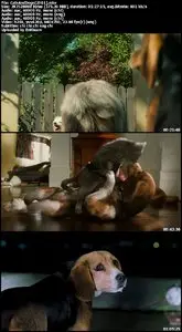 Cats And Dogs (2001)