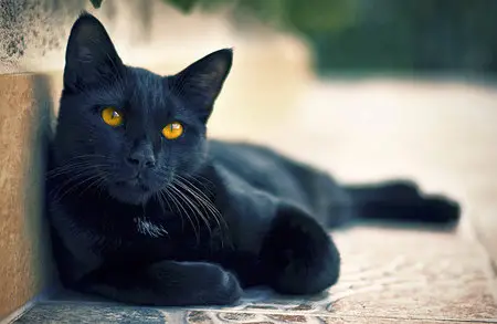 Wallpapers Cats (part-05)