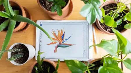 Digital Illustration: Shape, Texture, and Colors in Adobe Fresco