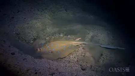 ORF - Glowing Seas: Diving at Hatshepsut's Harbour (2013)