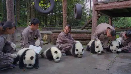 Pandas.The.Journey.Home