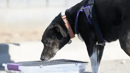 Scent Detection, Scent work or Nosework for Pet Dogs