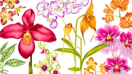Procreate - Illustrate Orchids