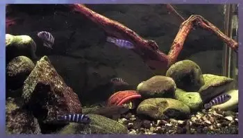 Screensaver Aquarium Real Life 10