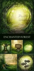 Stock Photo - Enchanted Forest