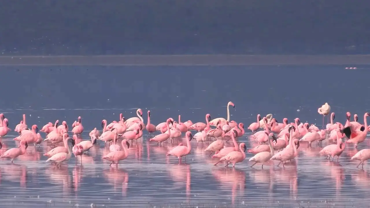 Safari Africa (2011)