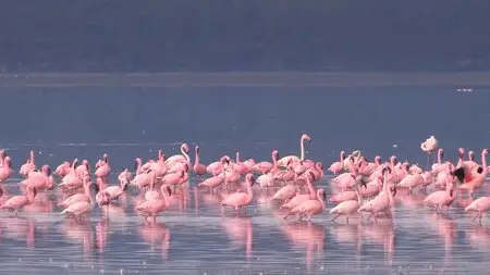 Safari Africa (2011)