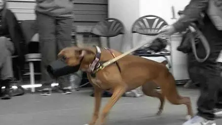 Growl Class - A Workshop Demo For Reactive Dogs