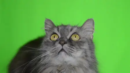 Cat Green Screen - Stock Footage (Videohive)