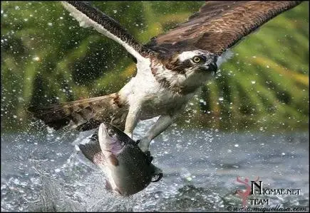 Wildlife wallpaper