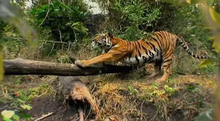 BBC: Tiger – Spy in the Jungle (2008)