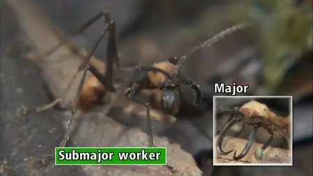 NHK WILDLIFE - Rainforest Warriors: Army Ants (2009)