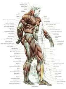 "Strength Training Anatomy" by Frederic Delavier