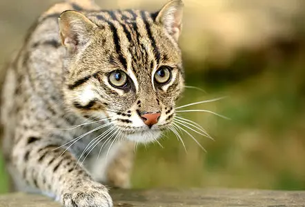 Wallpapers Cats (part-05)
