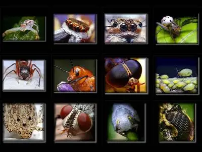 50 Macro Photographies