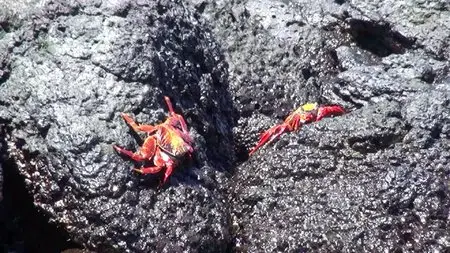 Faszination Galapagos (2012)