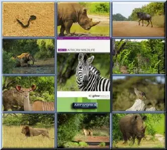 GlowImages GWN101 - African Wildlife