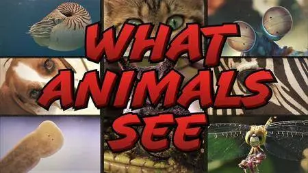 CuriosityStream TV - What Animals See (2018)