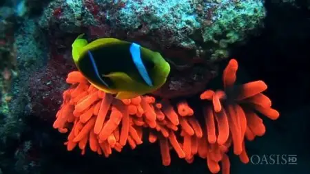 ORF - Glowing Seas: Diving at Hatshepsut's Harbour (2013)