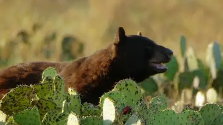 When Nature Calls with Helen Mirren S01E05